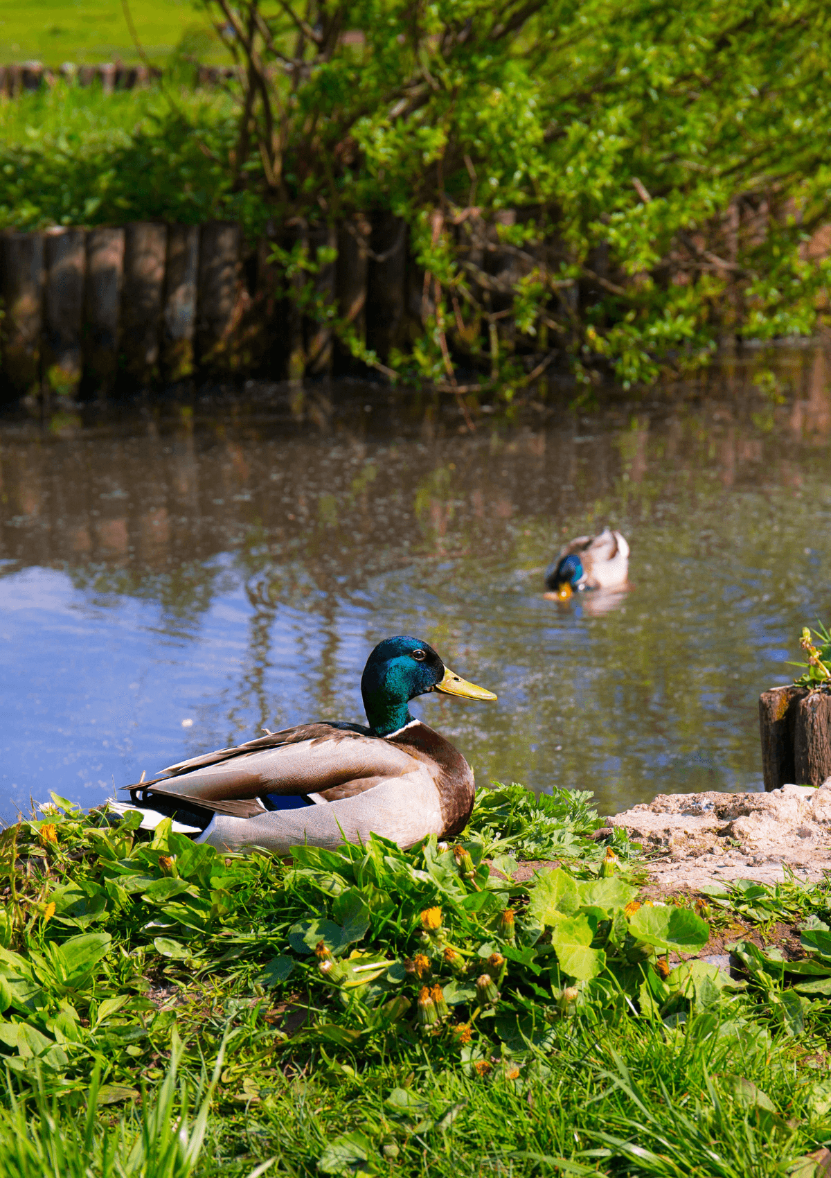 Feeding the ducks, free things to do in England