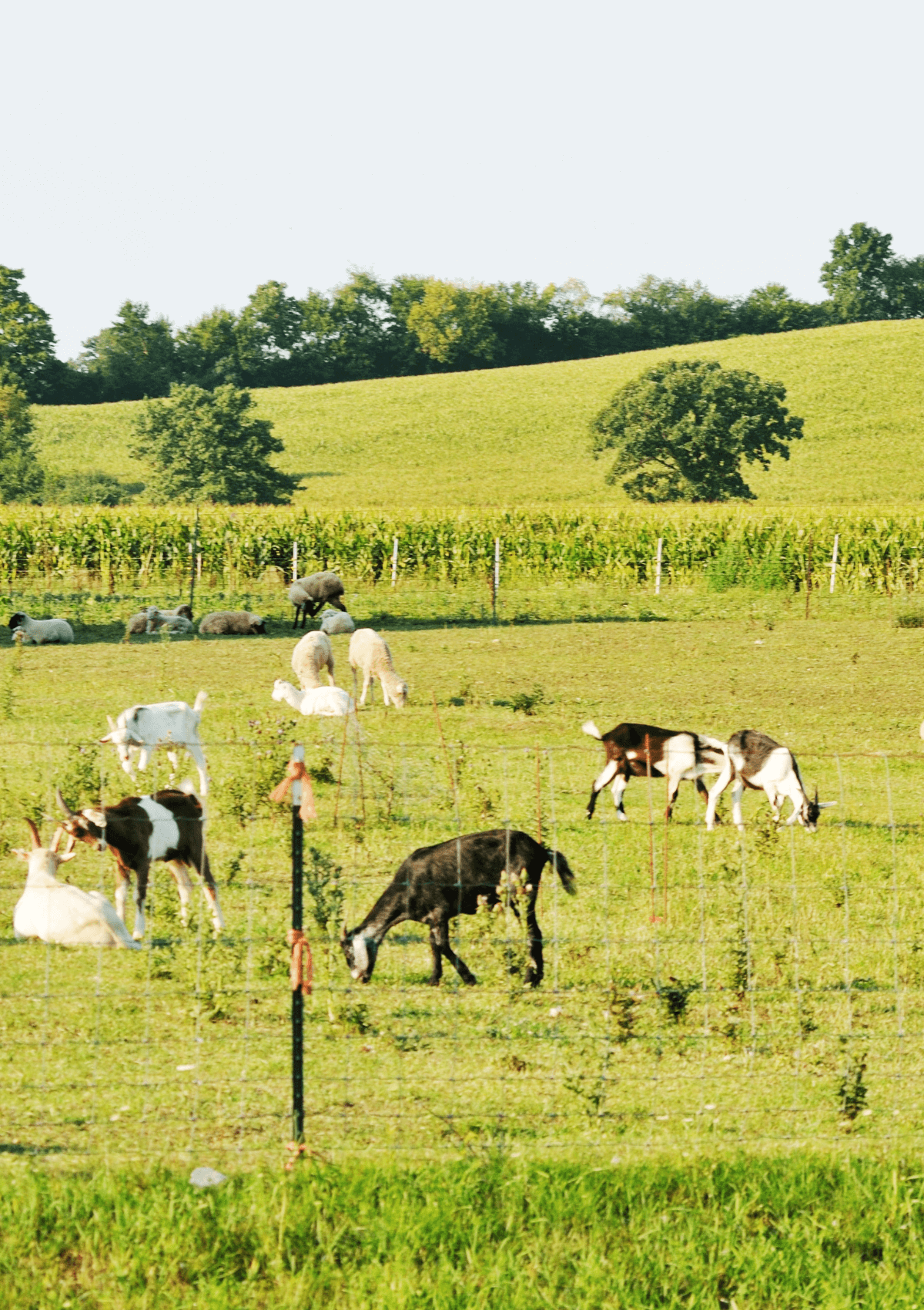 Local farm for free days out in England