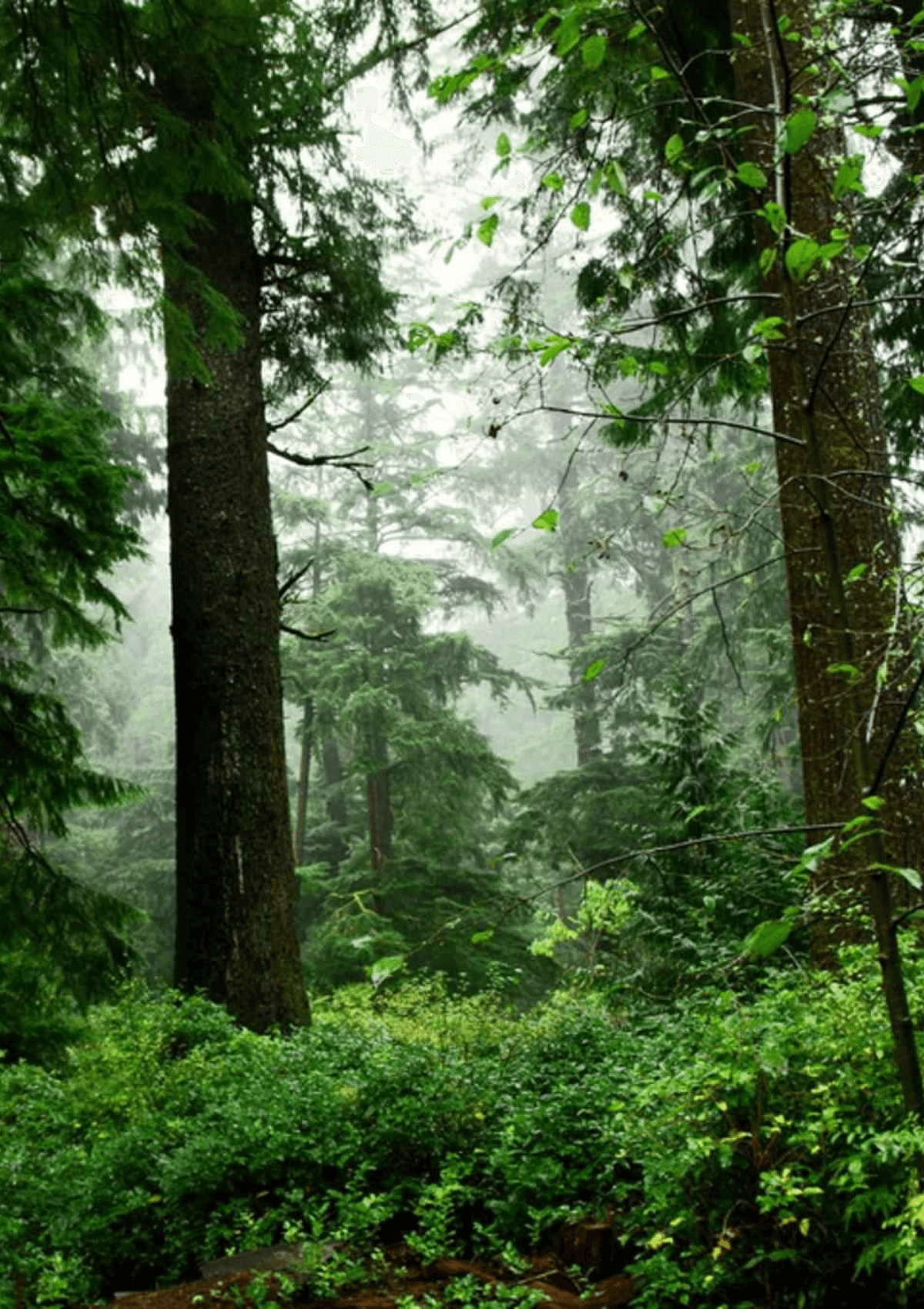 Forest, free things to do in England