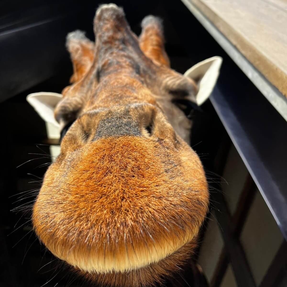 Yorkshire Wildlife Park, England