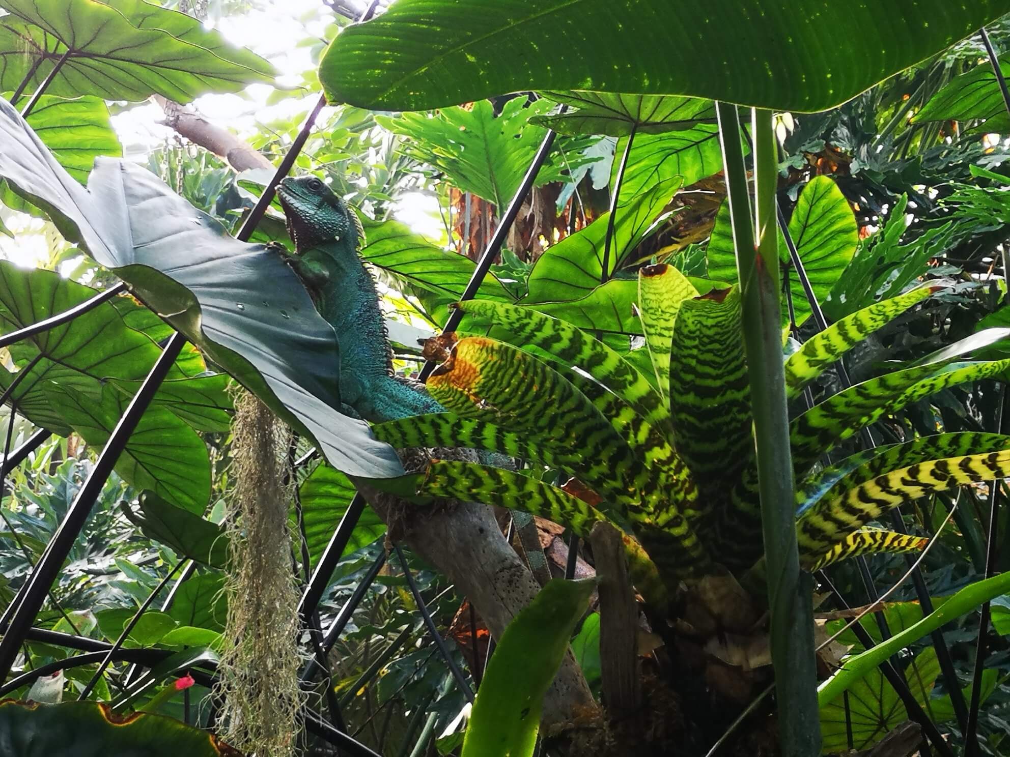 The Living Rainforest, Oxfordshire, England