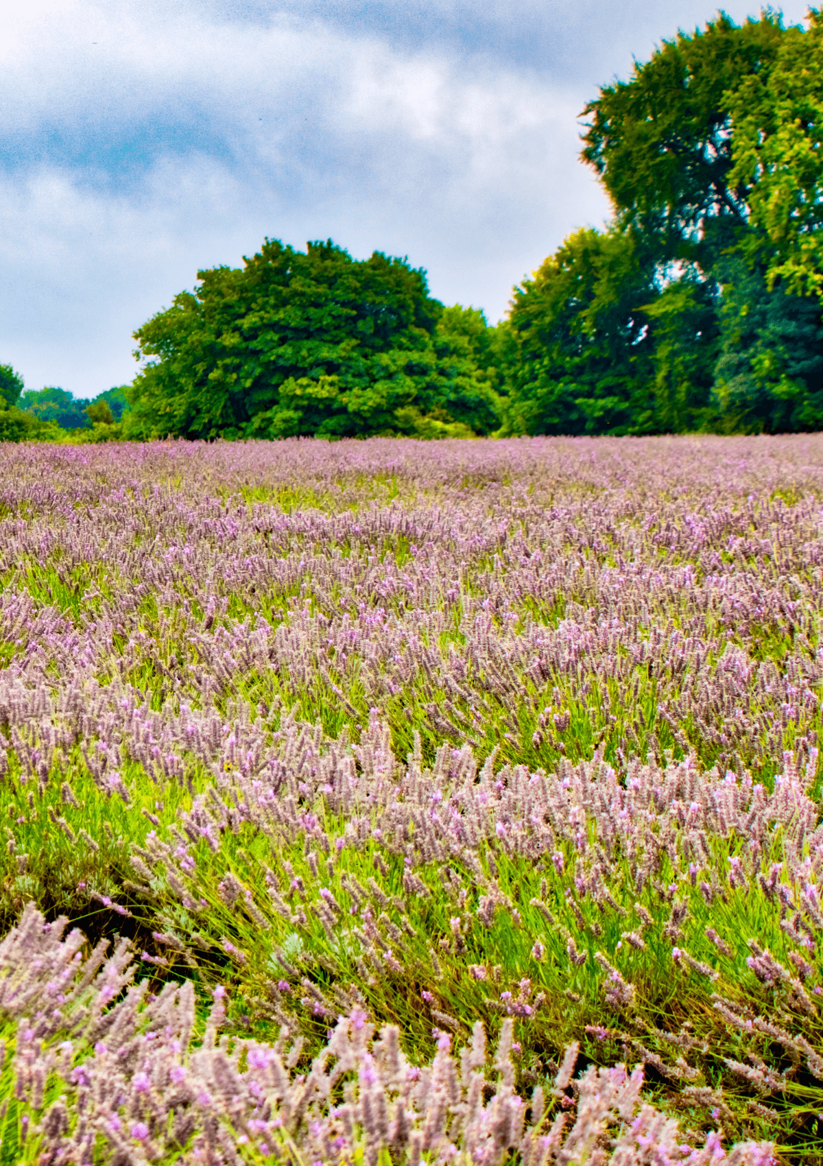Mayfield Lavender Farm, London