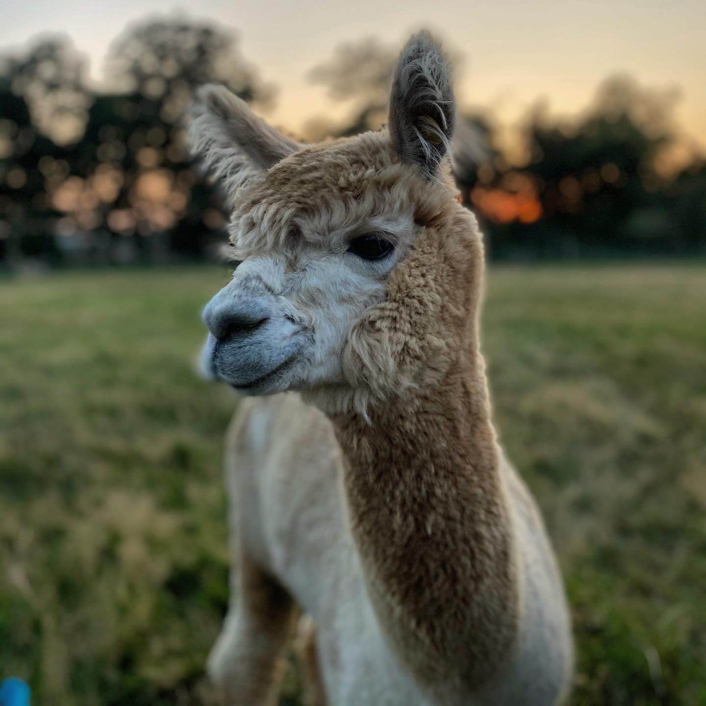 London Alpaca Farm, England