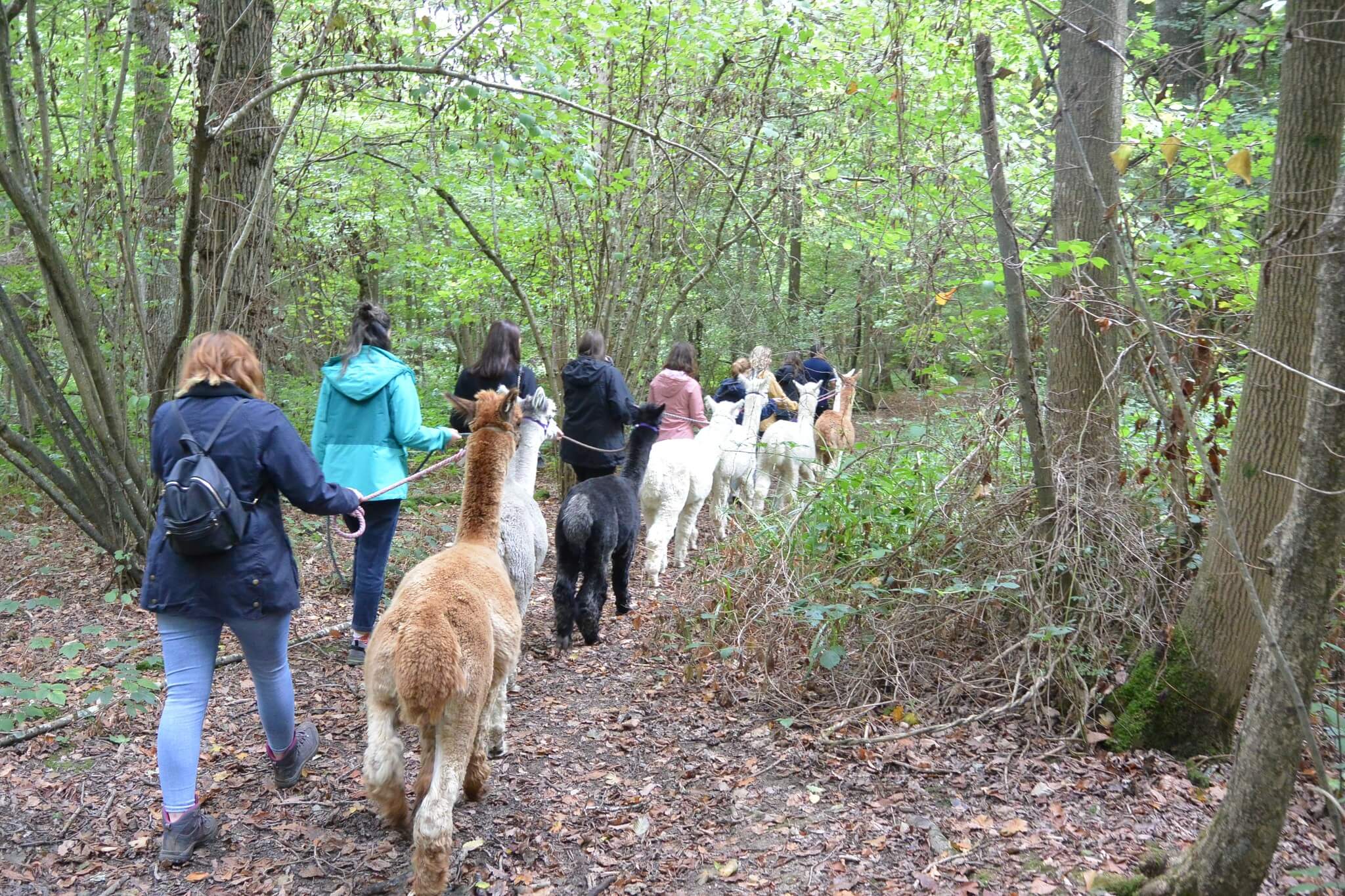 Northiam Alpacas, England