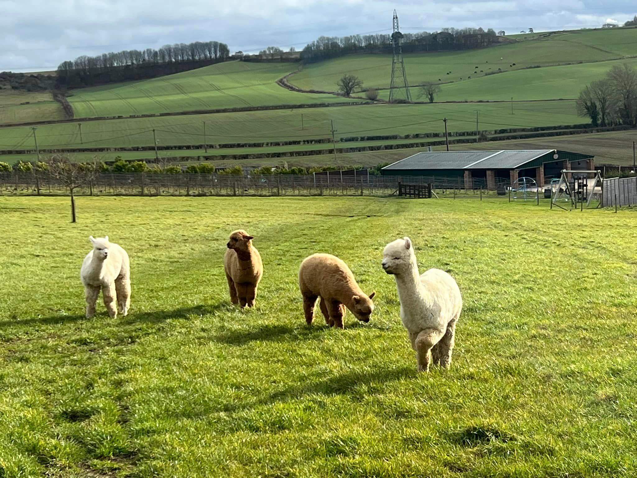 Sunnyhill Vineyard alpacas