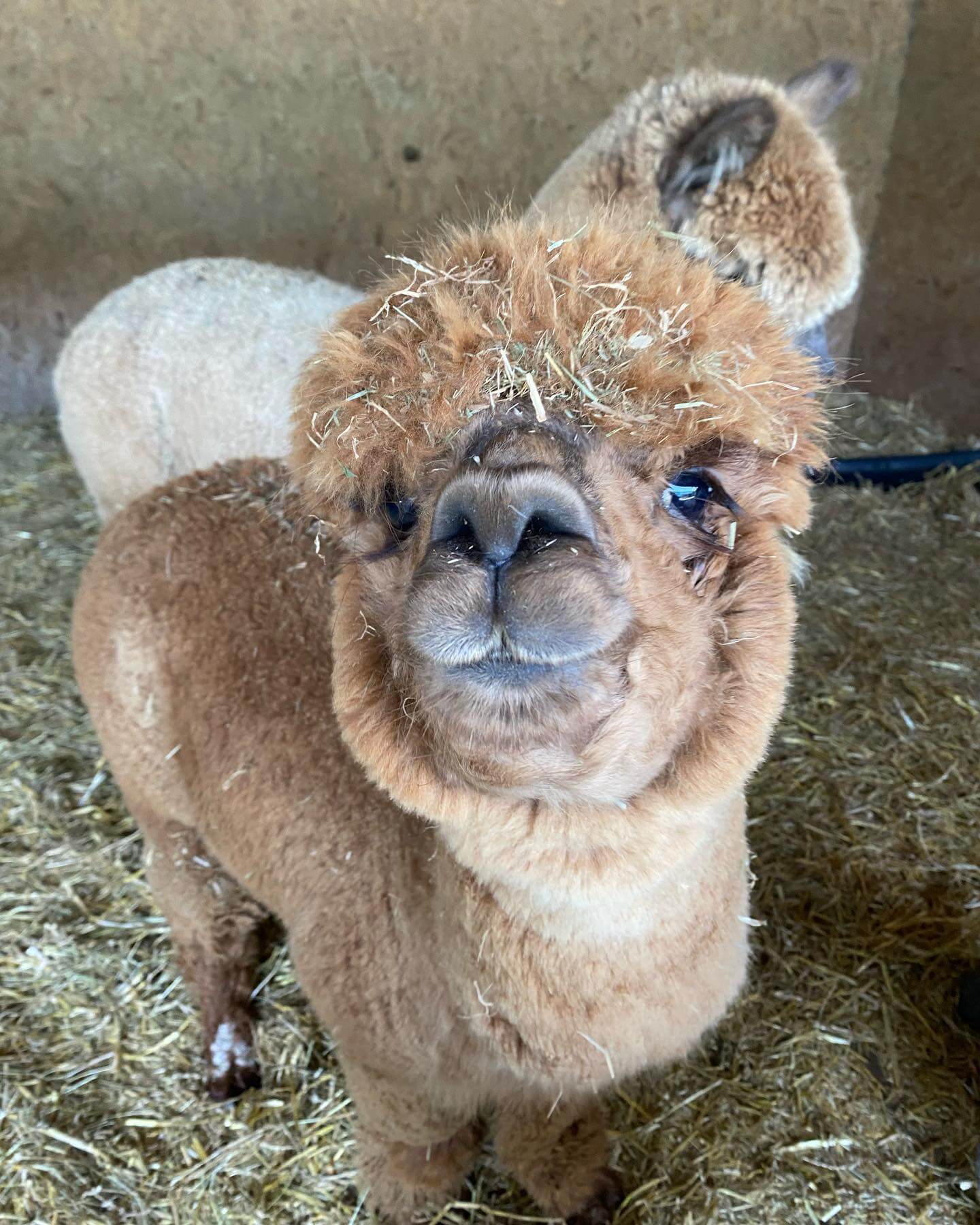 Alpaca Annie, England