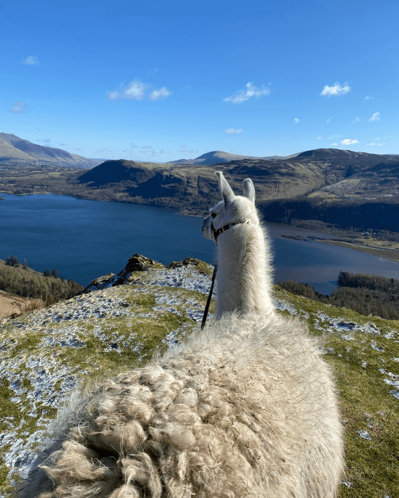 Alpacaly ever after, Lake District