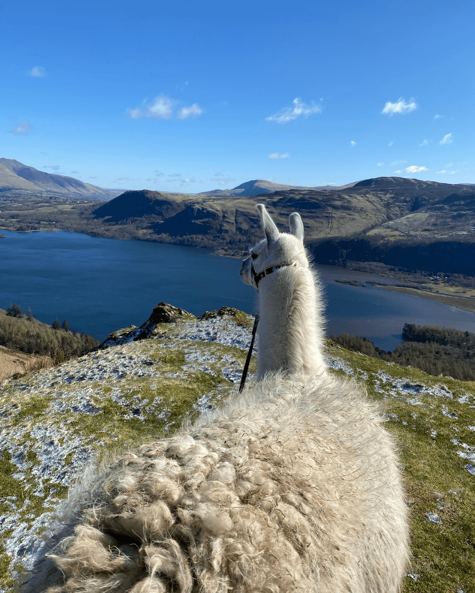 Alpacaly ever after, Lake District 