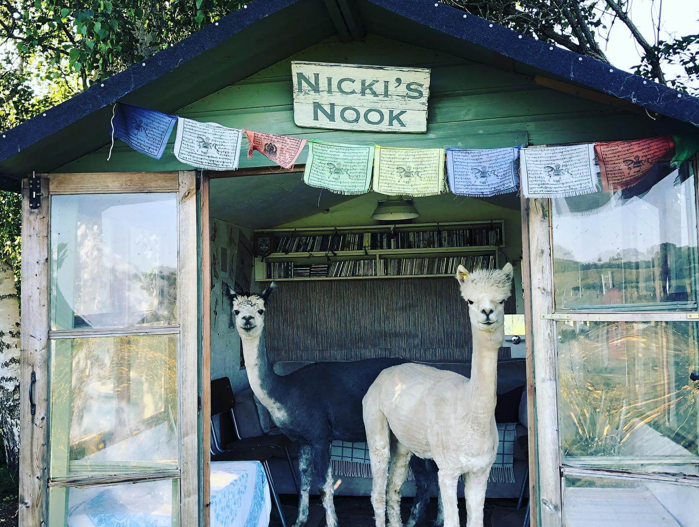 Alpacas Fisherwood Farm