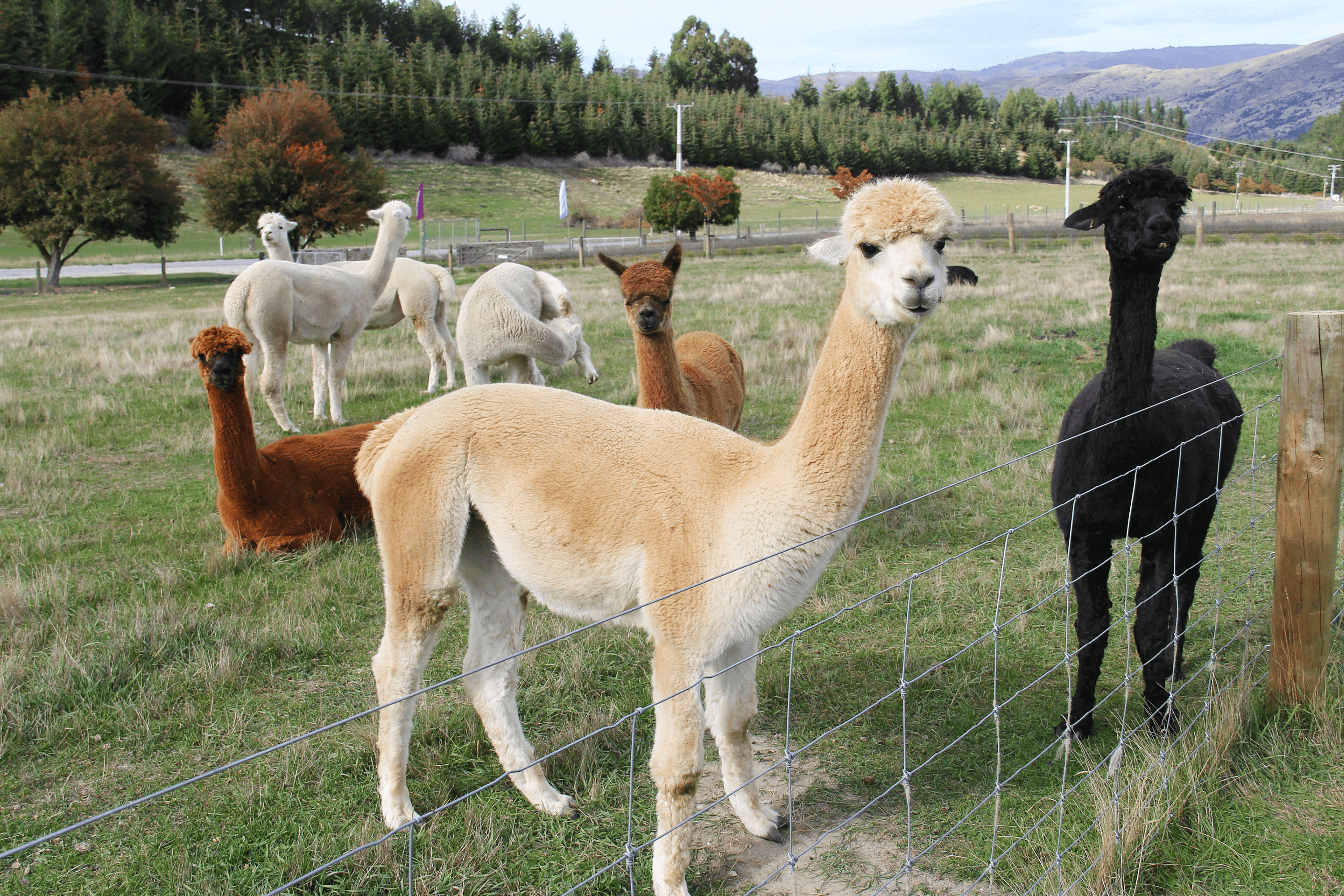 Best alpaca experiences in England