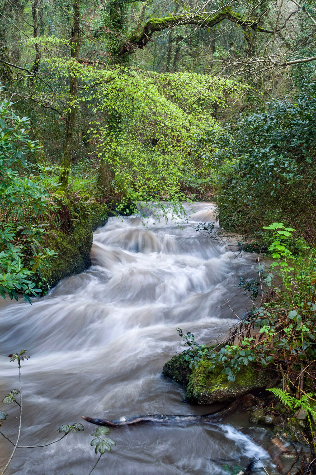Luxulyan Valley, Cornwall