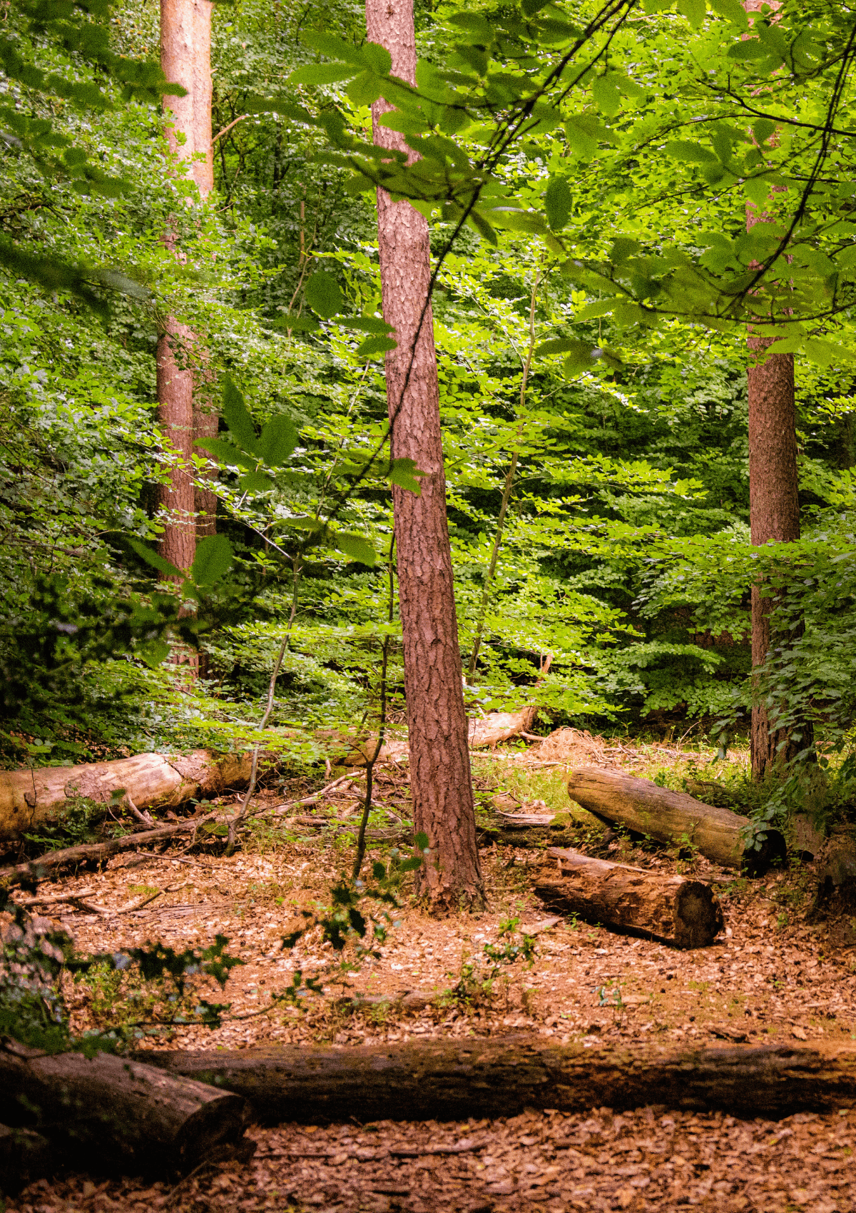 Thetford Forest, England 