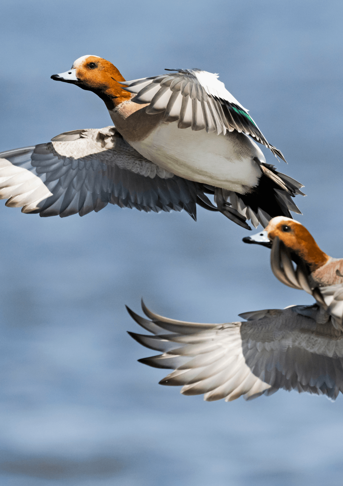 Flying Eurasian wigeon