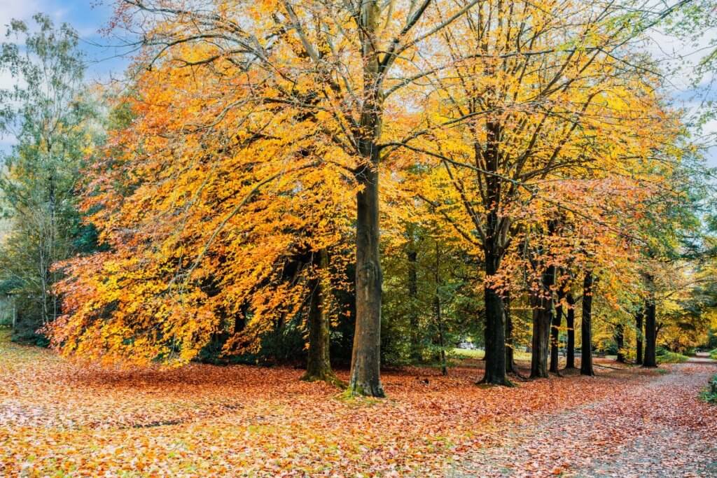 Midlands Forest 22 Brilliant Ideas for a Unique Day Out in the West Midlands | Day Out ...