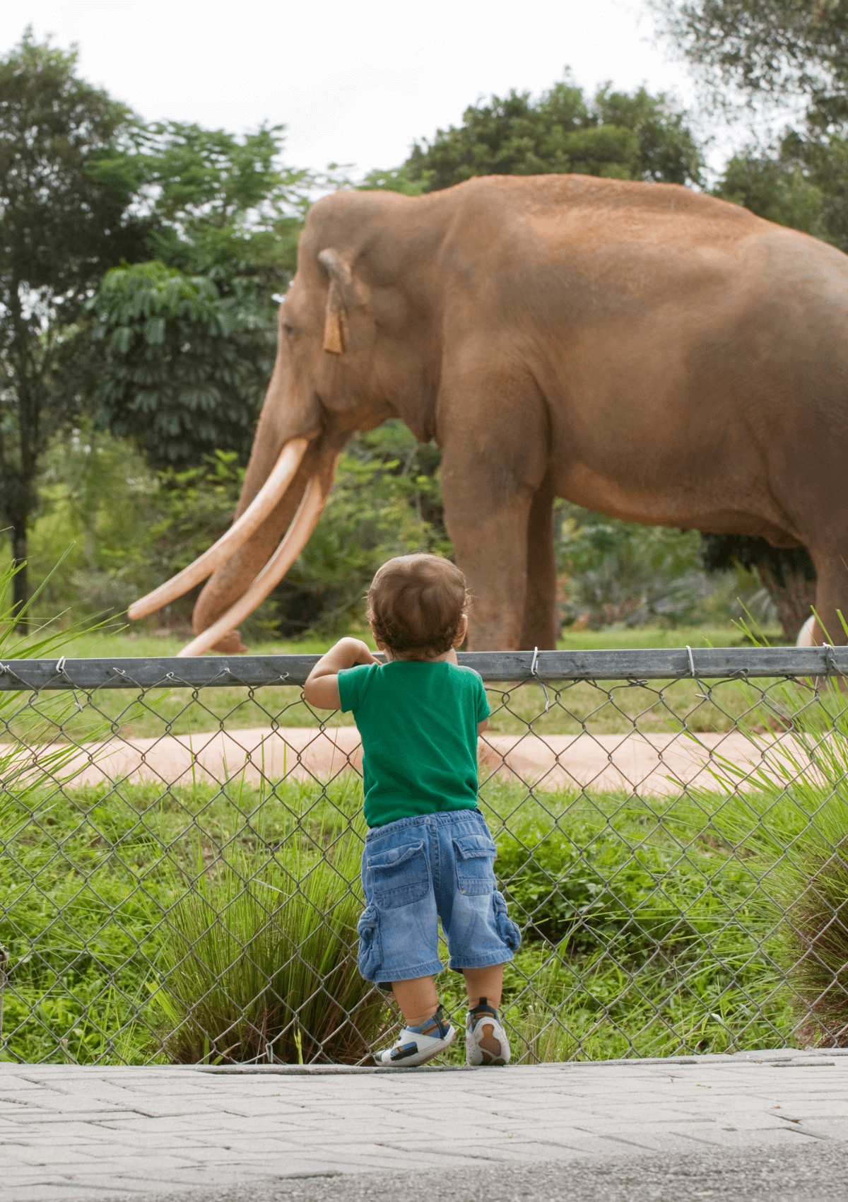 Toddler at animal park 