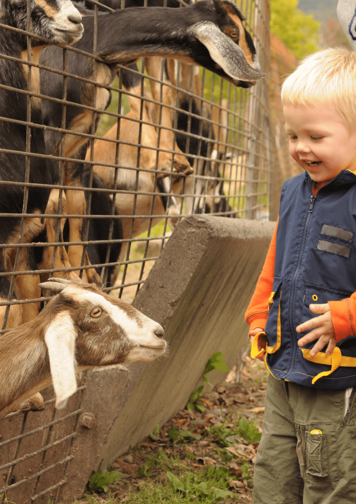Toddler at petting zoo feeding goats. 