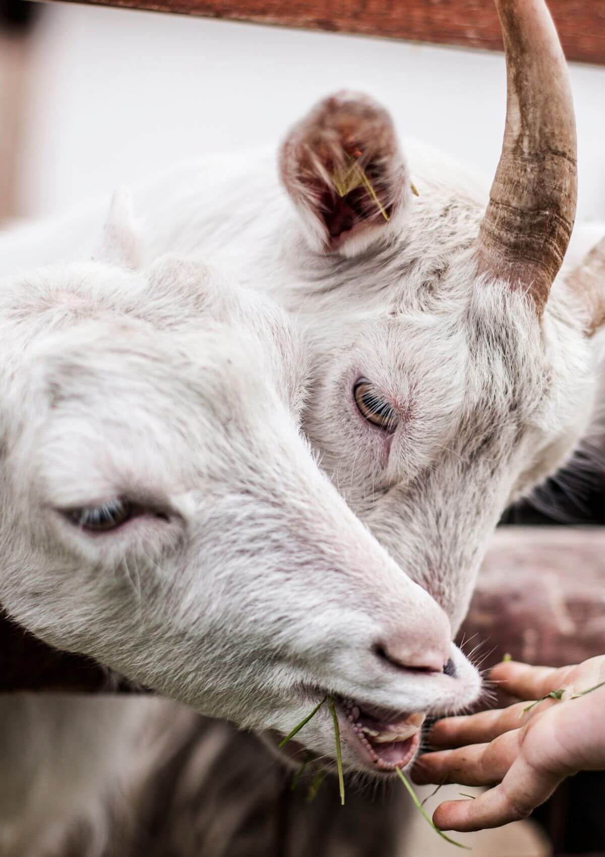 City farms in England