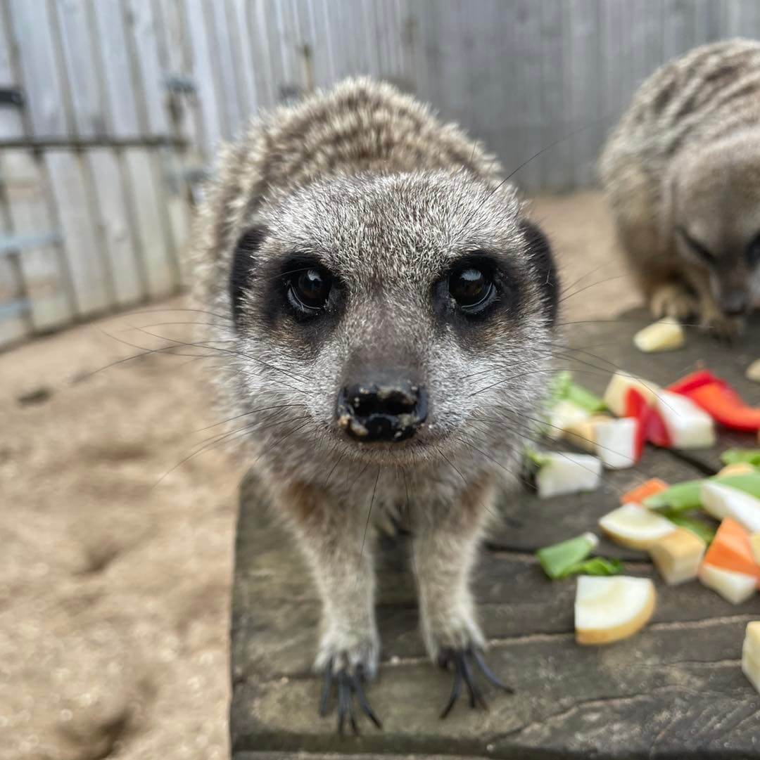 A meerkat in Sealife Adventure, Southend-on-Sea, England