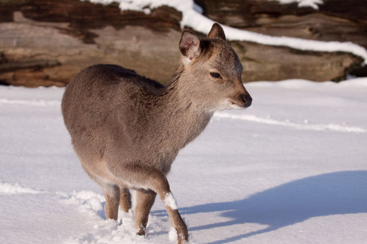 Best Days Out at Christmas in Kent