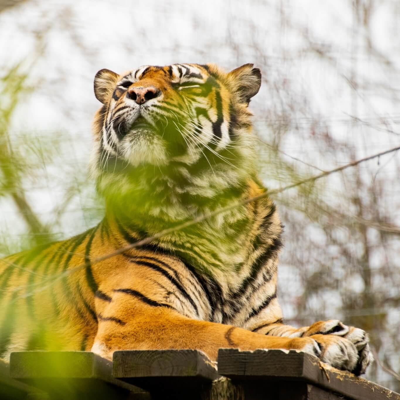 Shepreth Wildlife Park, England 