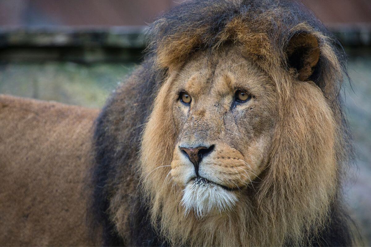 Visit a zoo in England on Boxing Day