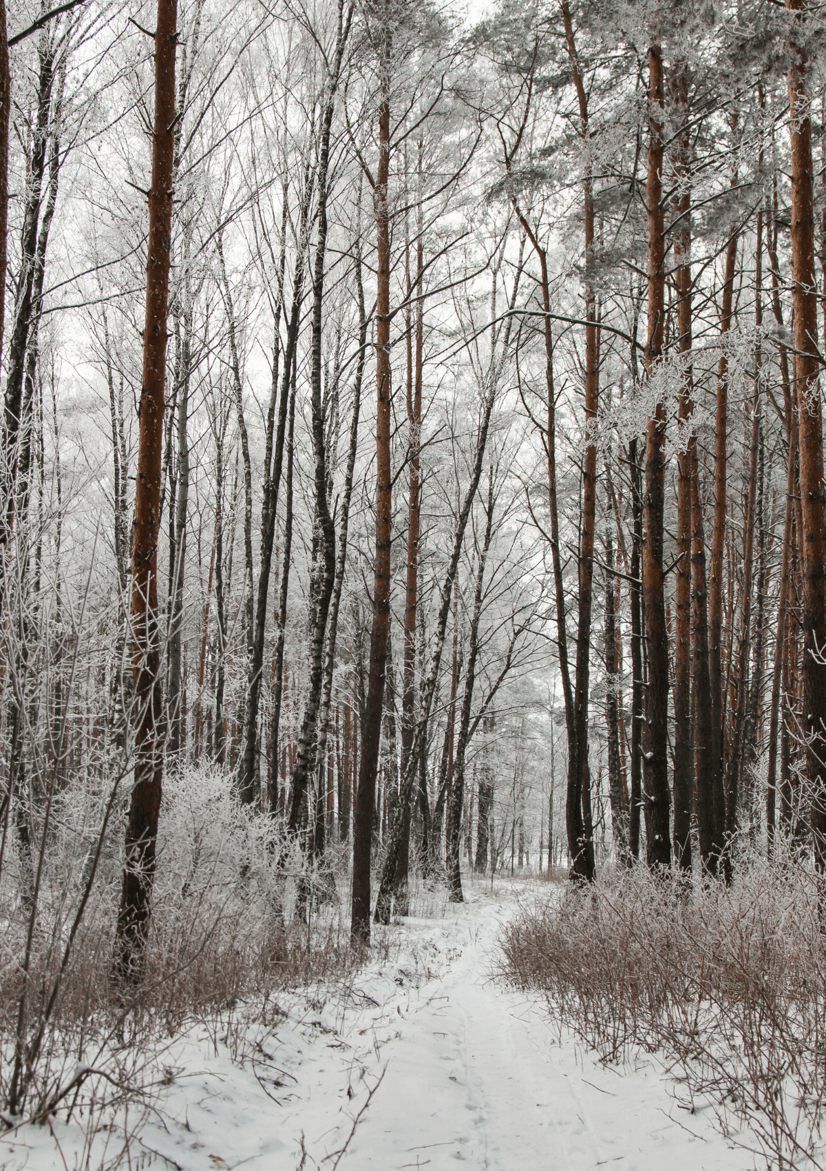 Winter walk in the forest 