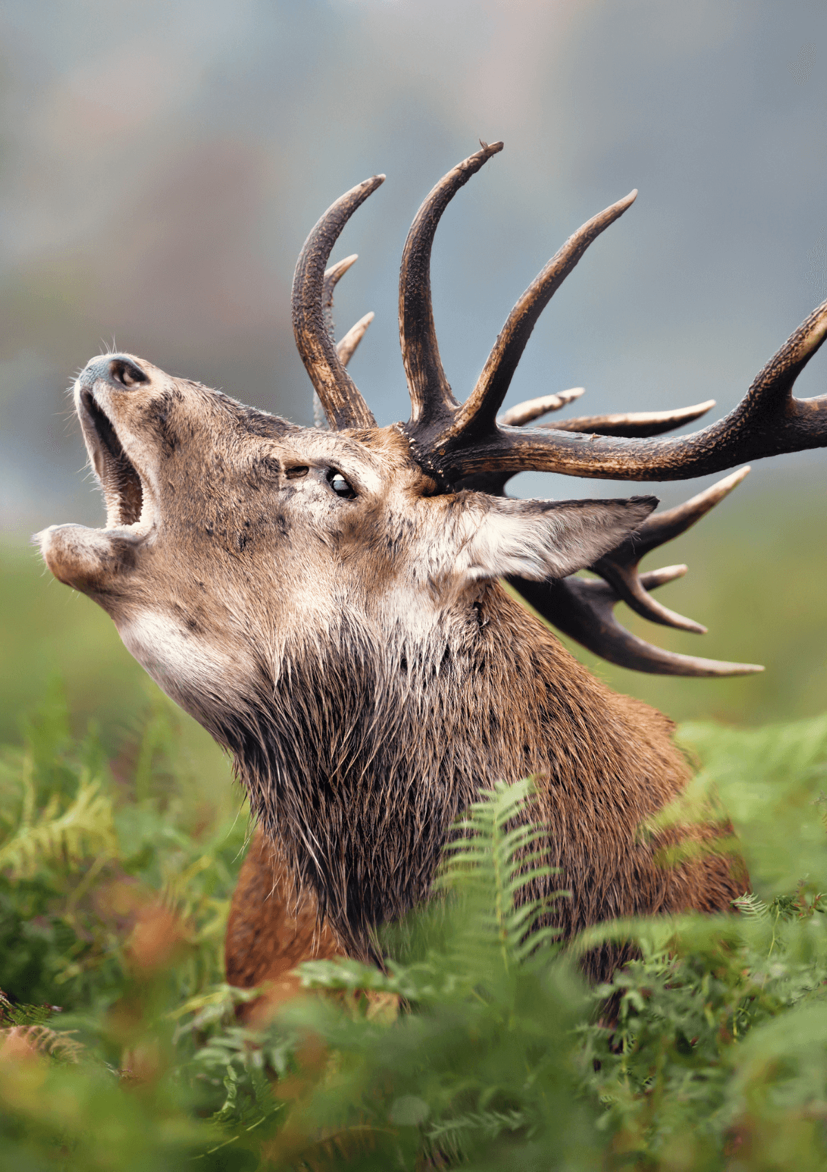Deer rutting season 