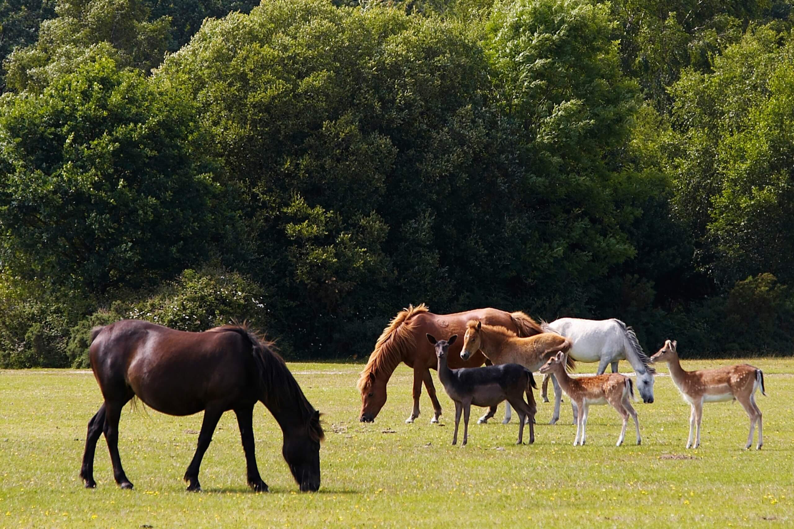 Ponies grazing in the New Forest, England 