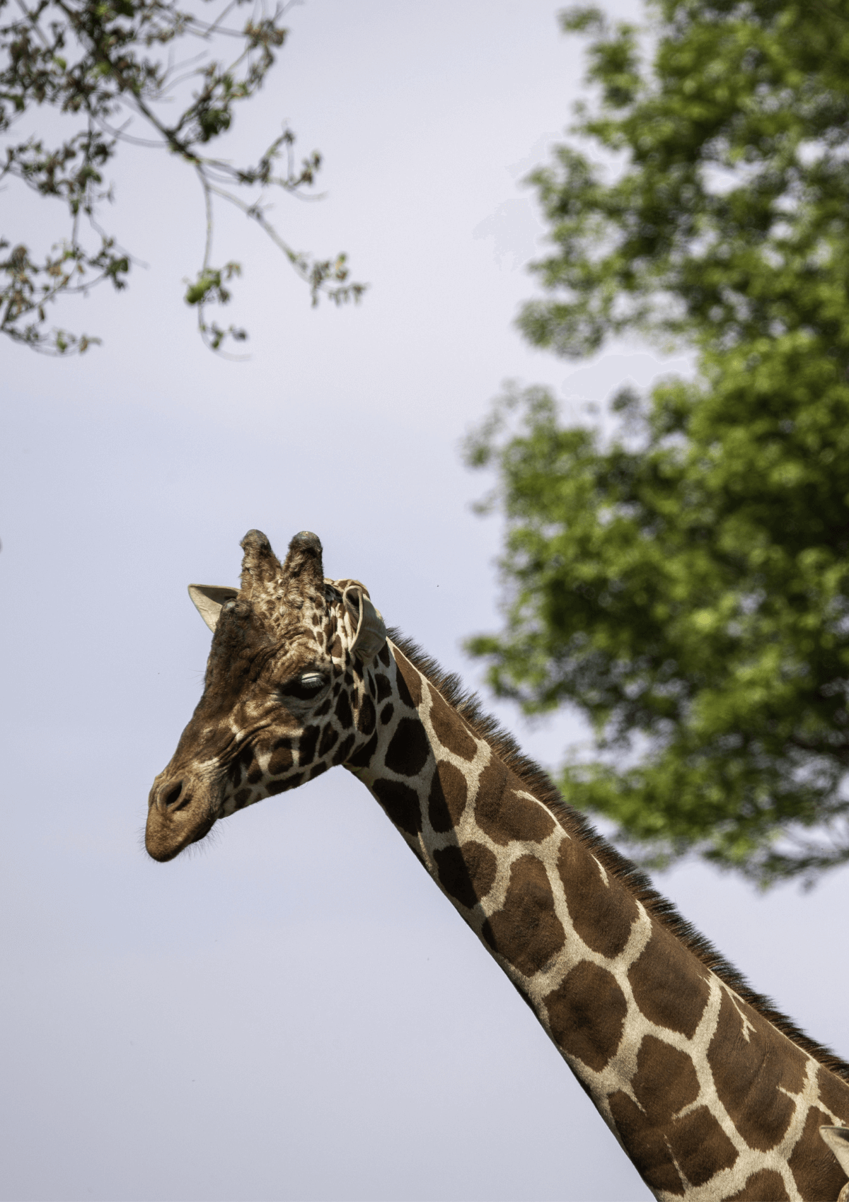Giraffe at Whipsnade Zoo in England 