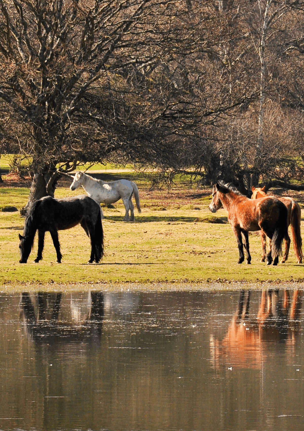 Wild ponies in the New Forest, England 